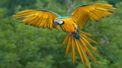 Guacamaya jigsaw puzzle