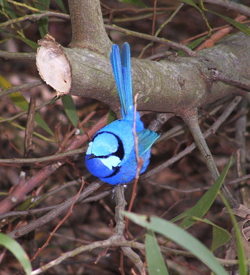 wren