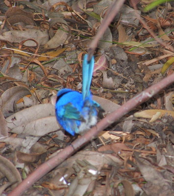 פאזל של blue wren