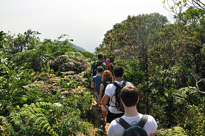 Floresta da Tijuca - Rio de Janeiro jigsaw puzzle