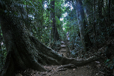 Floresta da Tijuca - Rio de Janeiro