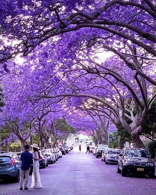 paisagem flores