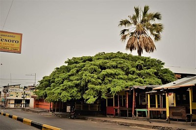 Guayacan de Chiquimula