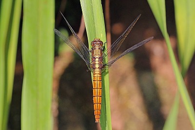 Orthetrum chrysis jigsaw puzzle