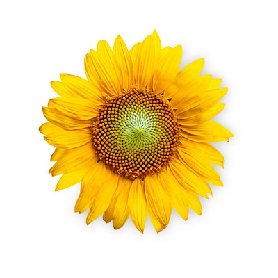 GIRASOL jigsaw puzzle