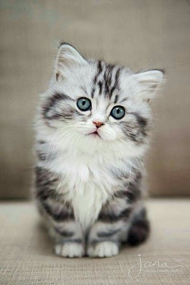 A cute little kitten