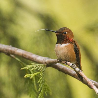 פאזל של Hummer with tongue