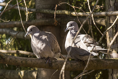 Doves jigsaw puzzle