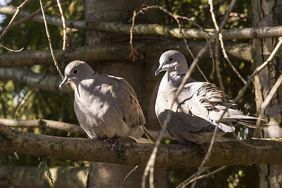 פאזל של Doves