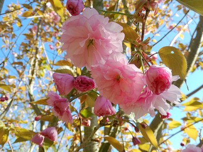 cerisierfleur jigsaw puzzle