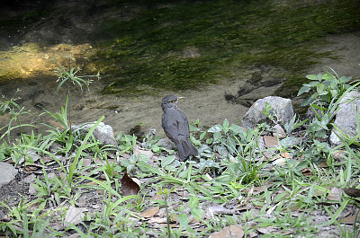 פאזל של Rio de Janeiro - Brasil