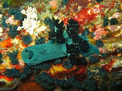 Nembrotha milleri jigsaw puzzle