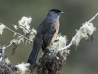 Bay vented contiga