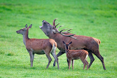 פאזל של cerf biche et faon