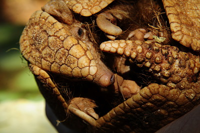 פאזל של Tolypeutes - Armadillo - Tatu Bolita