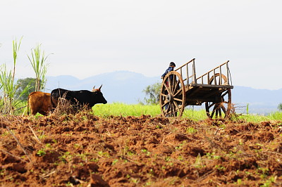 Carreta Paraguaya jigsaw puzzle