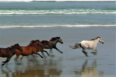 horses running along the beach