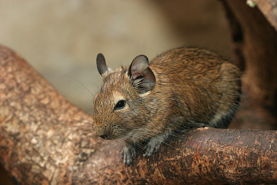 פאזל של Degu