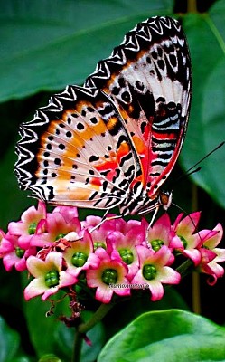 פאזל של bella mariposa