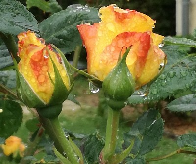 פאזל של roses aprÃ¨s la pluie