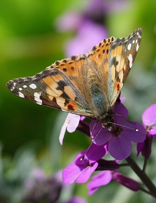 monarch jigsaw puzzle