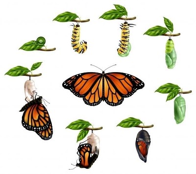 ciclu de viata a fluturelui jigsaw puzzle