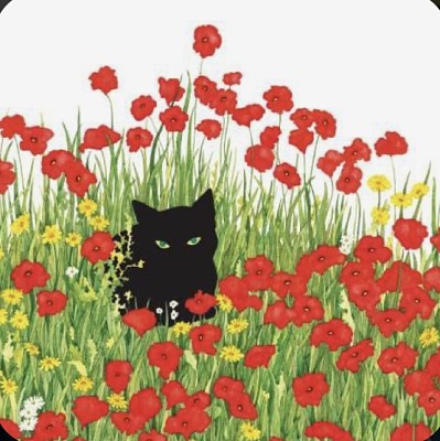 Chat coquelicots