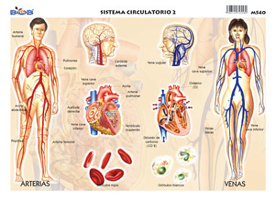 sistema circulatorio