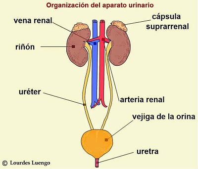 פאזל של sistema excretor