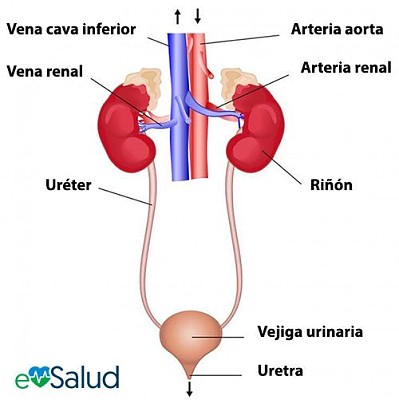 פאזל של aparato excretor