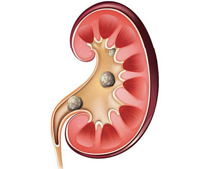 sistema excretor