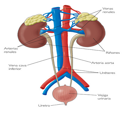 el aparato excretor