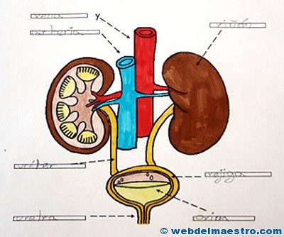 aparato excretor