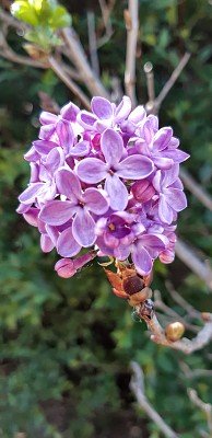 Lilas