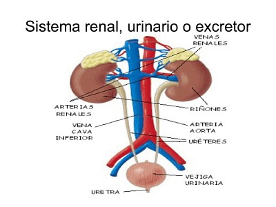 el sistema excretor