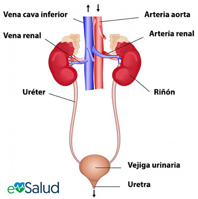 SISTEMA EXCRETOR jigsaw puzzle