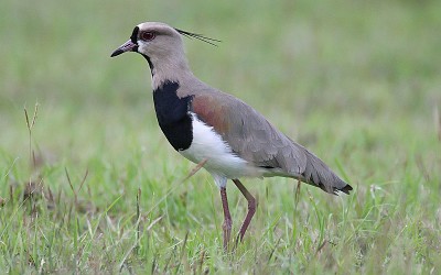 פאזל של Aves del Llano