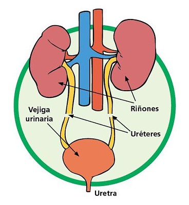 SISTEMA EXCRETOR