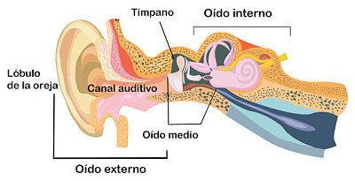 sentido del oÃ­do