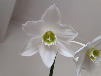 FLOR EN CASA