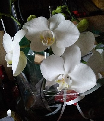 פאזל של OrchidÃ©e blanche