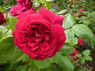 Rose rouge Ã  OLINDA (Australie)