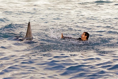 Sharknerdo
