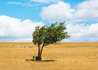 tree alone jigsaw puzzle