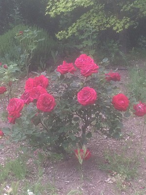 Rosas