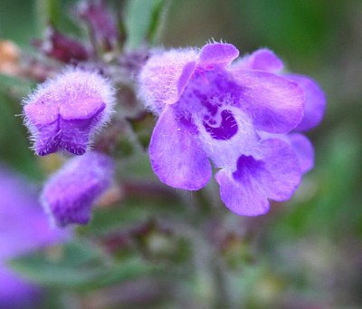 Acinos Alpinus