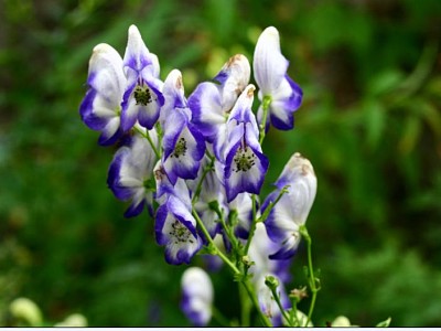 Aconitum Variegatum