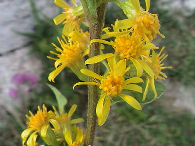 Agrimonia Eupatoria