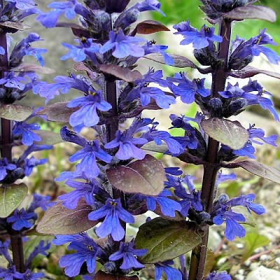 Ajuga Reptans jigsaw puzzle