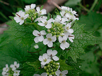 Alliaria Petiolata